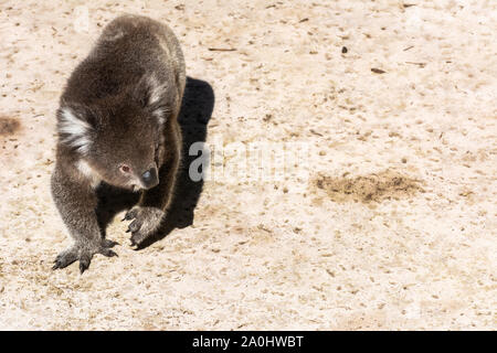 Koala on sandy ground in Australia. Stock Photo