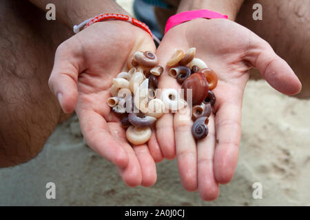 Man hands holding collection of various seashells picked on Thai beach Stock Photo