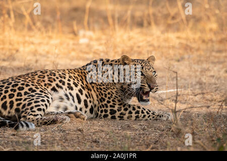 Angry male leopard with intense aggressive expressions at jhalana ...