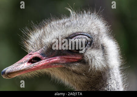 Portrait of a Common ostrich (Struthio camelus)
