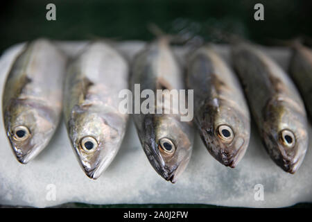close up of a row of small Fish in Ho Chi Minh City fish market on ice Stock Photo