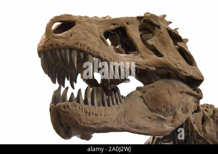 Portrait of a tyrannosaurus rex's skull isolated on white background. T-rex is a carnivore dinosaur lived in cretaceous era Stock Photo