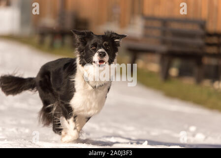 Young Cute Border collie dog in snowy winter. Dog running and having fun in the snow Stock Photo