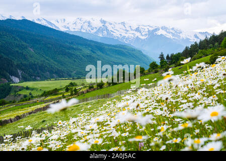 Mountain landscape with field of wild flowers. Chamomile meadow with snowy mountains in the background. Nature of Caucasus - Mestia, Svaneti, Georgia Stock Photo