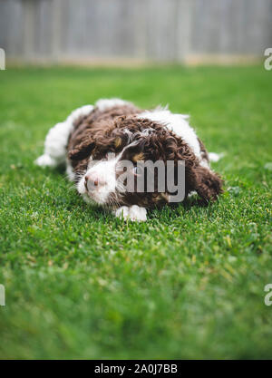 Adorable bernedoodle puppy laying on the grass outside. Stock Photo
