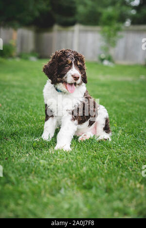 Adorable bernedoodle puppy sitting on the grass in a backyard.