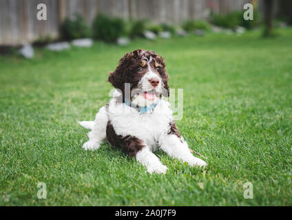 Adorable bernedoodle puppy laying on the grass in a backyard.