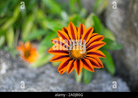 Orange Flower at St Michael's Mount Stock Photo