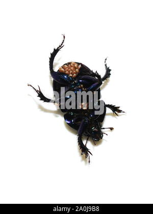 The dung beetle Anoplotrupes stercorosus showing lot of mites The dung beetle Anoplotrupes stercorosus showing lot of mites