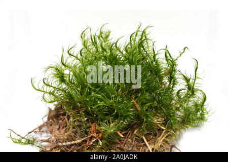 Wind-blown moss Dicranum on white background Stock Photo
