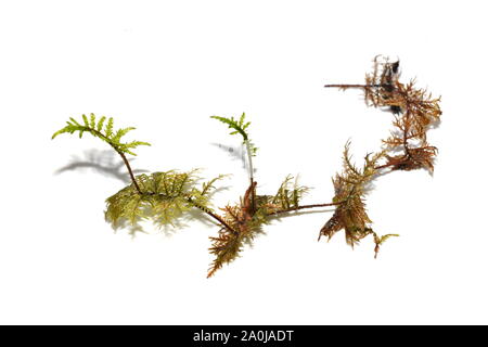 Stairstep moss Hylocomium splendens on white background Stock Photo