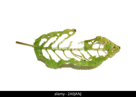 Holes in leaf from bird cherry tree damaged by pest insects Stock Photo