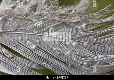 Closeup on a wet birds feather Stock Photo