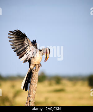 Southern yellow billed hornbill Tockus leucomelas adult with wings fully spread open displaying standing on dead tree stub in dry bush Stock Photo