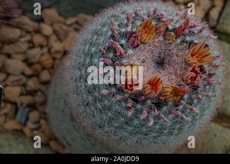 Close-up of Mammillaria candida cantus has a short white thorn around the tree. Stock Photo