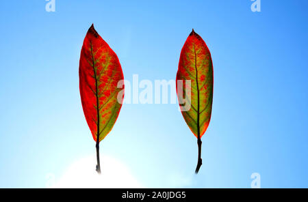 close up of two red and green oval leaves floating in a blue sky, graphical shapes. Stock Photo