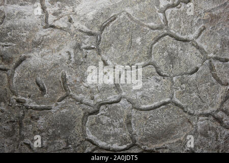 Trace Fossil Stock Photo