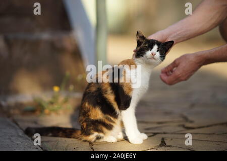 male hand stroking a cat on the head in a summer sunny yard Stock Photo