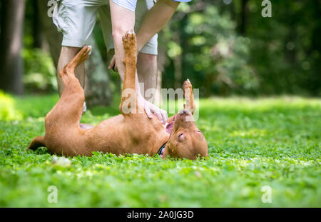 A happy red Pit Bull Terrier mixed breed dog rolling on its back and receiving a belly rub from its owner Stock Photo