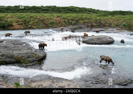 North America; United States; Alaska; McNeil River State Game Sanctuary; Wildlife; Brown bear; Ursus arctos; Summer; Chum Salmon run Stock Photo