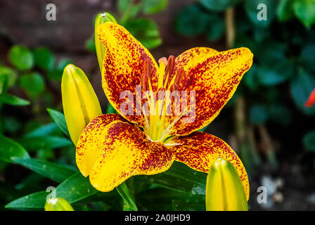 Sunny Morning Martagon Lily (Lilium 'Sunny Morning') Stock Photo