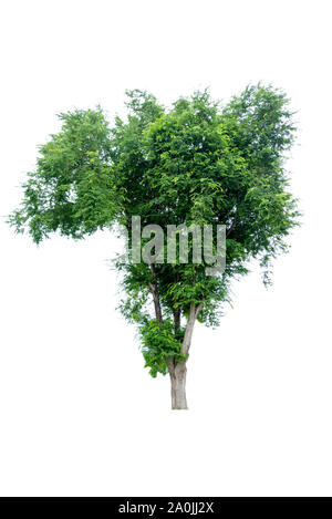 Bonsai tree, green leaves, isolated on a white background Natural objects Stock Photo