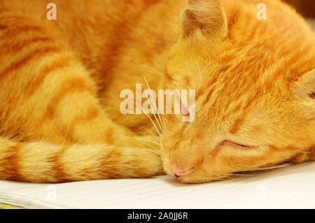 orange kitten sleeping on book Stock Photo