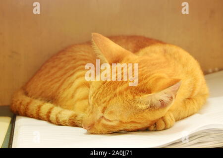orange kitten sleeping on book Stock Photo