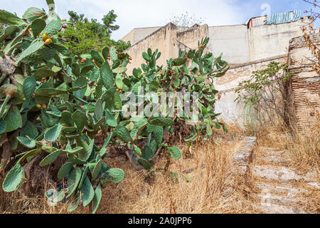 Opuntia, commonly called prickly pear, is a genus in the cactus family, Cactaceae. Prickly pears are also known as tuna, sabra, nopal Stock Photo