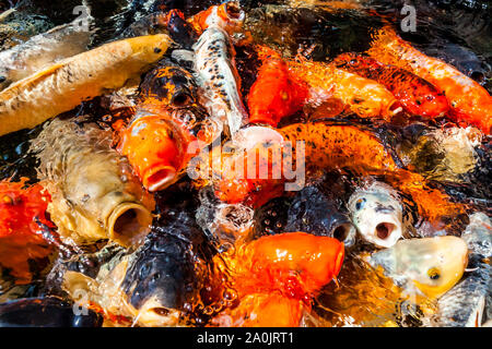 Many colorful koi fishes during feeding Stock Photo