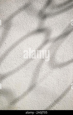 Shadows in a white wall Stock Photo