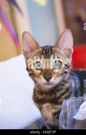 Photo of a purebred tabby and spotted bengal cat lying and looking forward in an apartment Stock Photo
