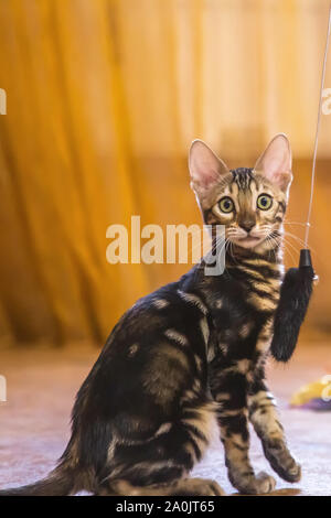 A purebred bengal cat with a beautiful coloring of wool sits and looks in the orange-colored room Stock Photo