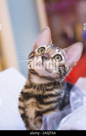 Photo of a purebred tabby and spotted bengal cat lying and looking forward in an apartment Stock Photo