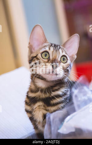 Photo of a purebred tabby and spotted bengal cat lying and looking forward in an apartment Stock Photo