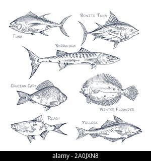 Set of isolated fish sketch for shop or store,menu Stock Vector