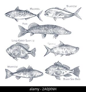 Side view on ocean and sea fish sketch. Fishing Stock Vector