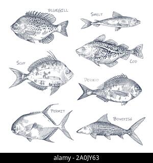 Seafood sketch or set of isolated hand drawn fish Stock Vector