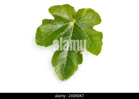 Studio shot of a fig leaf isolated on a white background - John Gollop Stock Photo