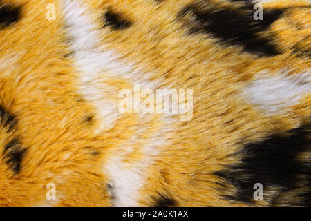 Fur background. Tricolor fur. White faux fur with black and orange spots. Stock Photo