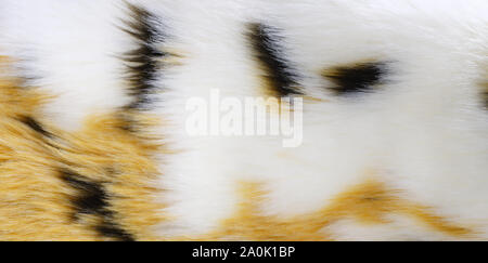 Fur background. Tricolor fur. White faux fur with black and orange spots. Stock Photo