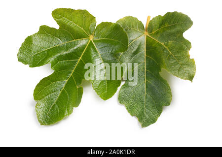 Studio shot of a fig leaf isolated on a white background - John Gollop Stock Photo