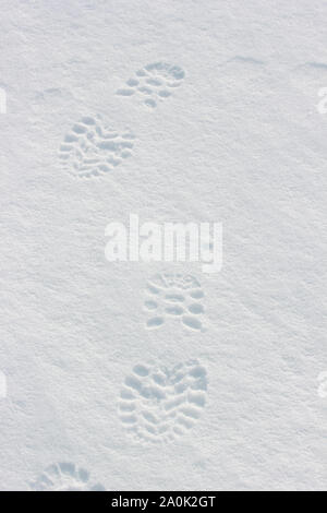 Steps In Snow An image of a winter scenery with foot steps in the snow Stock Photo ...