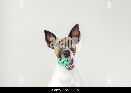 Portrait of playful fox terrier puppy with a ball in mouth. Dog and pet owner communication concept, the importance of paying attention to your dog Stock Photo