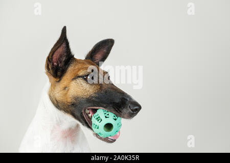 Portrait of playful fox terrier puppy with a ball in mouth. Dog and pet owner communication concept, the importance of paying attention to your dog Stock Photo