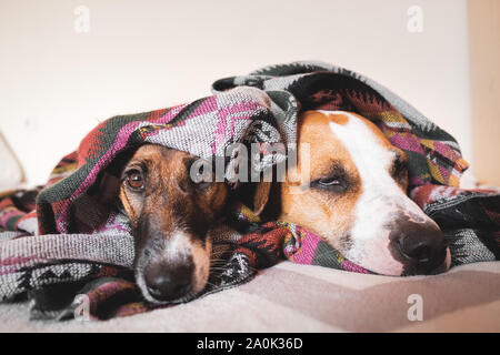 Two young sleepy dogs wrapped in poncho. Fox terrier and staffordshire terrier dogs lying in bed, the concept of friendship and trust between two pets Stock Photo