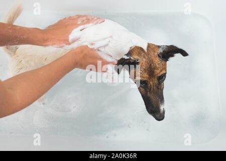 Human hands applying soap on a dog in bathtub, shot from above. Concept of care about your pet and it's proper hygiene. Stock Photo