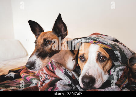 Two young dogs lay together under a poncho on the sofa. Сoncept of friendship and trust between two pets. Stock Photo
