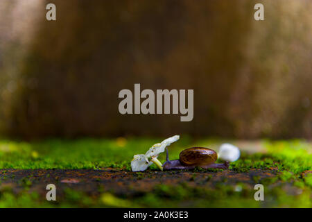 Snail in shell crawling on road in nature green moss background.High resolution image gallery. Stock Photo