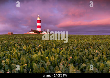 Sunrise at the Iconic Happisburgh Lighthouse in Norfolk, UK.  Looking over a field of crops Stock Photo